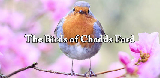 The Birds of Chadds Ford