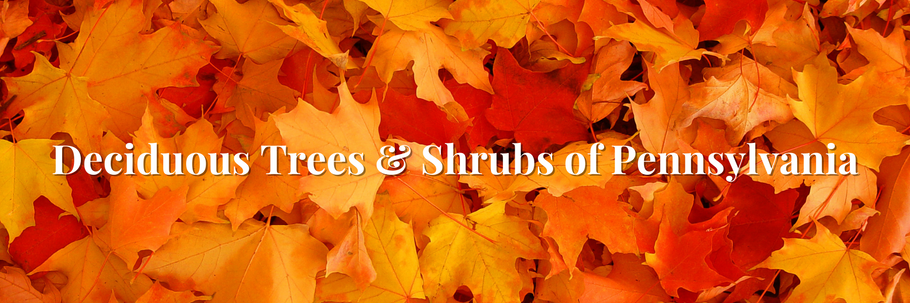 Deciduous Trees & Shrubs of Pennsylvania