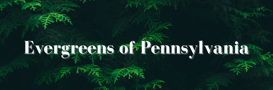 Evergreens of Pennsylvania