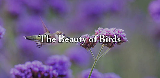 The Beauty of Birds