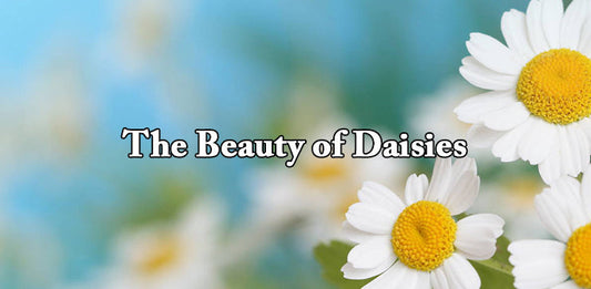The Beauty of Daisies