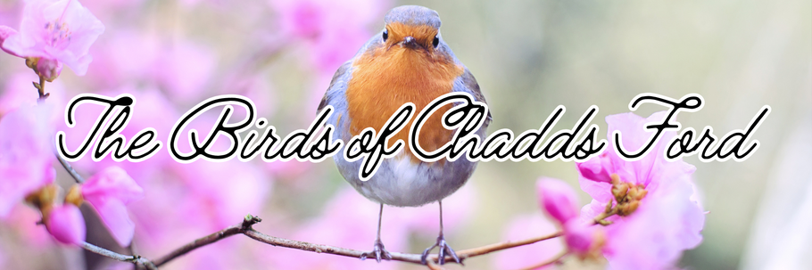 The Birds of Chadds Ford