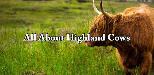 All About Highland Cows