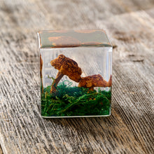 Load image into Gallery viewer, Paperweight Gift Set